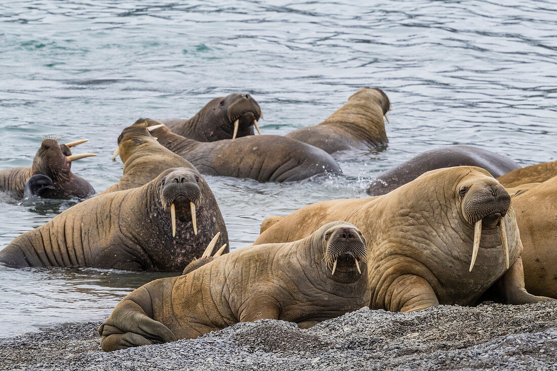 Erwachsenes atlantisches Walross (Odobenus rosmarus), am Strand im Moschusochsenfjord, Ellesmere Island, Nunavut, Kanada, Nordamerika