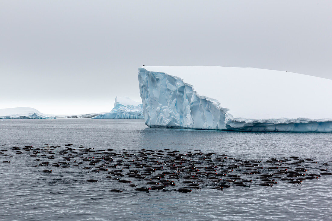 Großes Floß von Eselspinguinen (Pygoscelis papua), Gruppenfütterung auf Booth Island, Antarktis, Polarregionen
