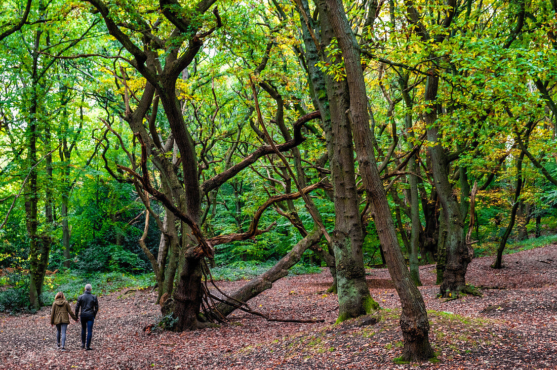 Beech tree woodland in autumn, pedestrians walking through the trees, Hampstead Heath, London, England, United Kingdom, Europe