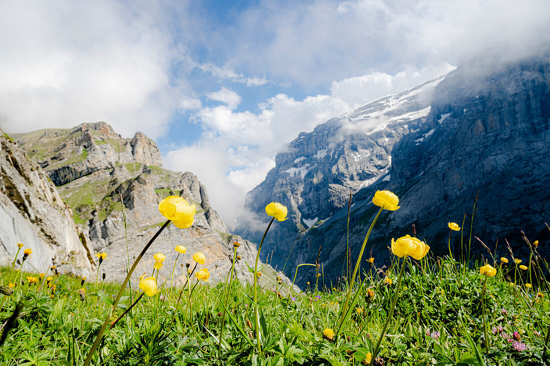 Gelbe Wildblumen in voller Blüte während der Wanderung in Richtung Muttsee-Hütte auf Kalktrittli-Weg, Kanton Glarus, Schweiz, Europa