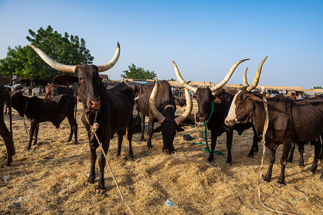 Kühe mit riesigen Hörnern, Tiermarkt, Agadez, Niger, Afrika