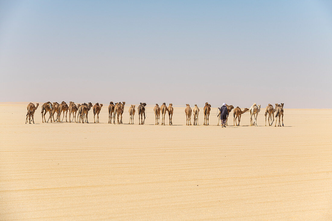 Kamelkarawane auf dem Djado-Plateau, Sahara, Niger, Afrika