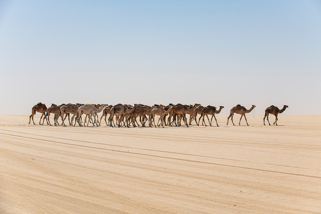 Camel caravan on the Djado Plateau, Sahara, Niger, Africa