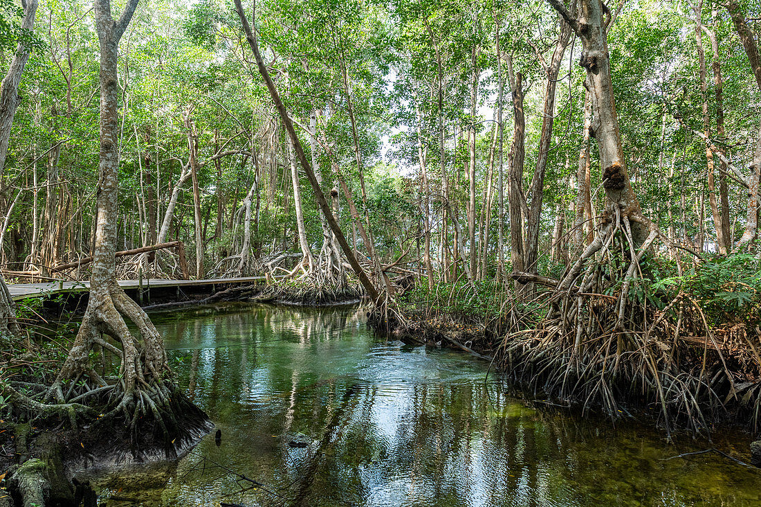 Mangoves im UNESCO-Biosphärenreservat Rio Celestun, Yucatan, Mexiko, Nordamerika