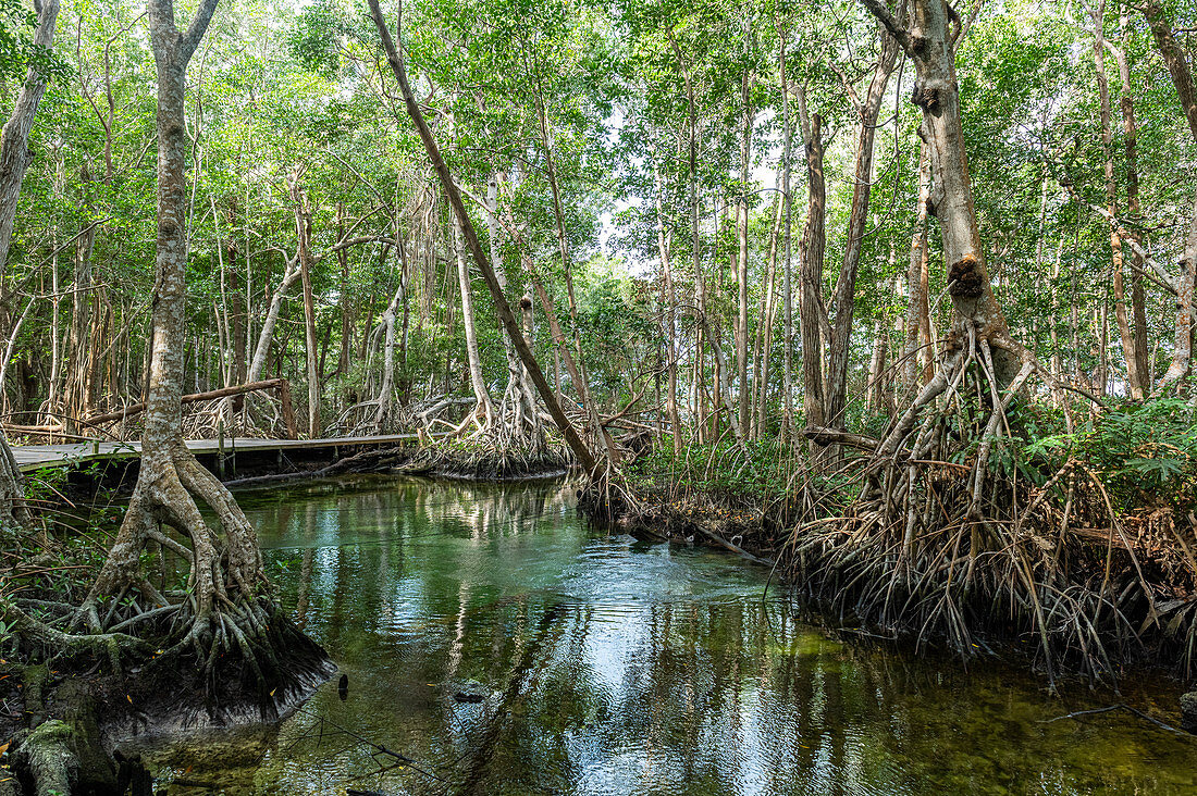 Mangoves in the Rio Celestun UNESCO Biosphere Reserve, Yucatan, Mexico, North America