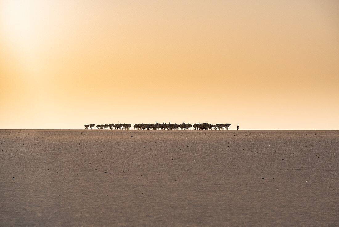 Salt caravan transporting salt through the desert, Oasis Fachi, Tenere desert, Niger, West Africa, Africa