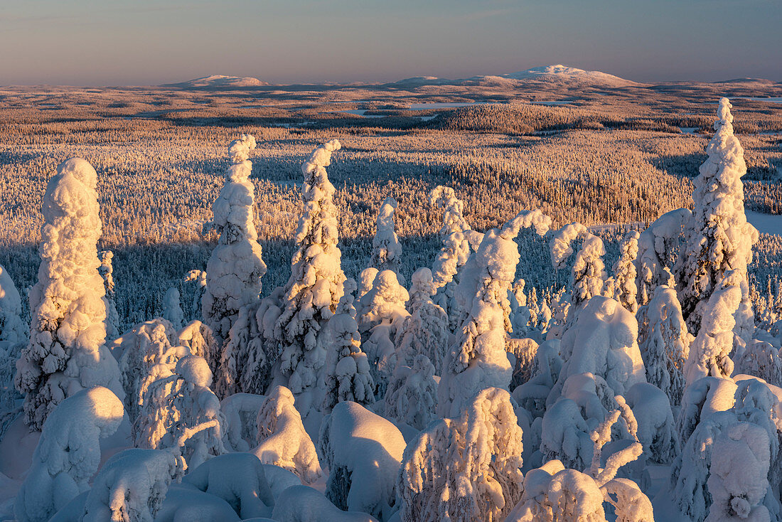 Snow covered winter landscape, tykky, looking towards Russia from Kuntivaara Fell, Kuusamo, Finland, Europe