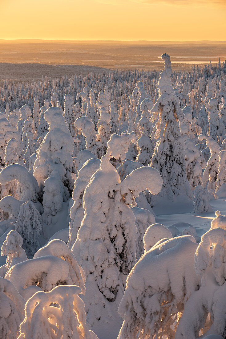 Schneebedeckte Winterlandschaft bei Sonnenuntergang, Tykky, Kuntivaara, Kuusamo, Finnland, Europa