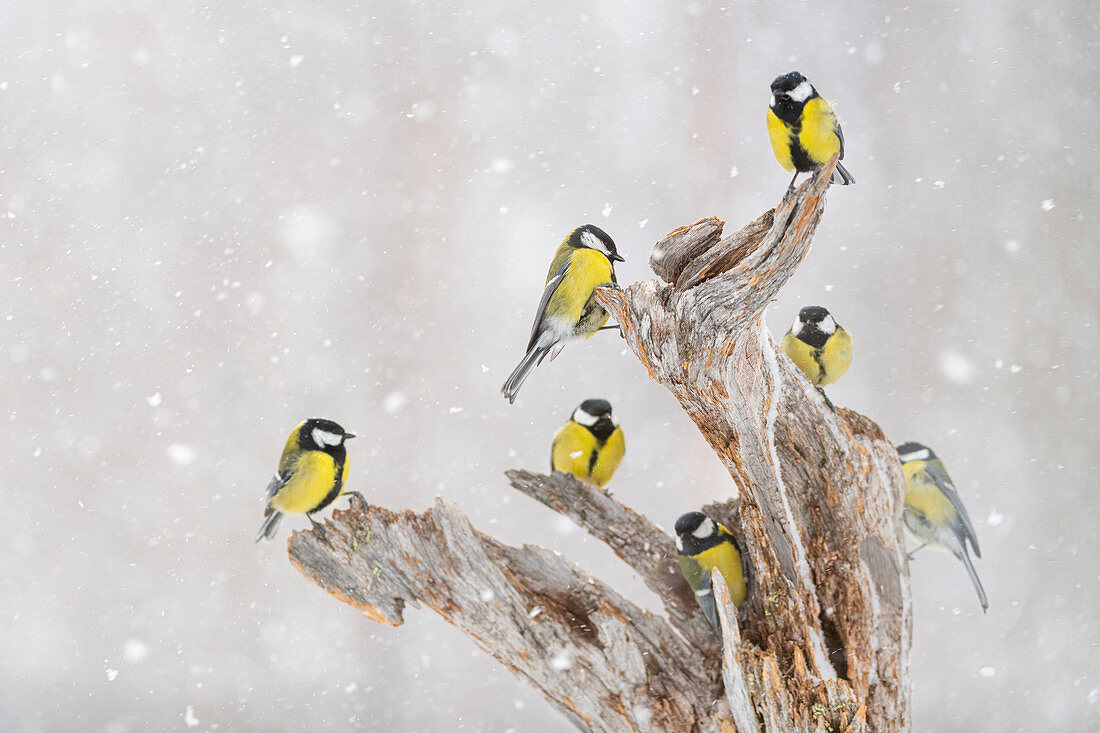 Great tit (Parus major) group, in snowfall, Kuusamo, Finland, Europe