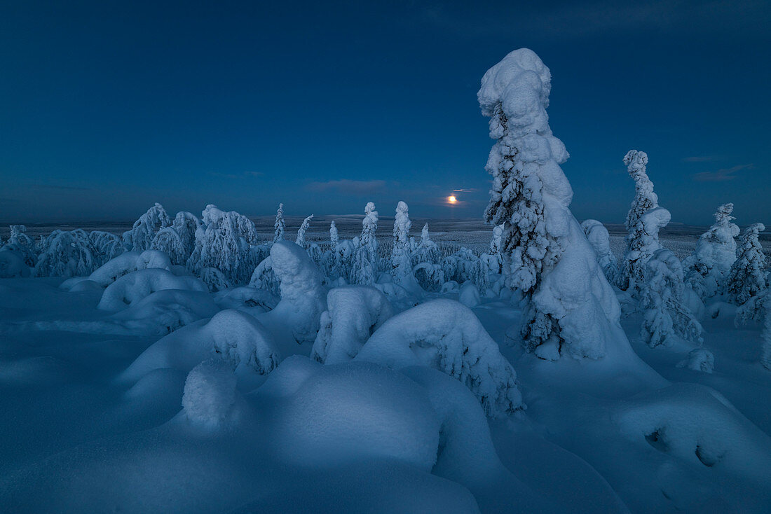 Vollmond, der über einer schneebedeckten Winterlandschaft aufsteigt, tykky, Blick über Russland von Kuntivaara Fell, Kuusamo, Finnland, Europa