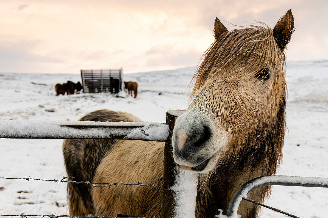 Islandpferd (Equus ferus caballus), Gullfoss, Island, Polarregionen