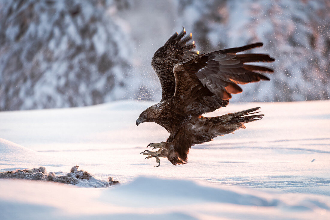 Golden eagle (Aquila chrysaetos) in flight in snow covered landscape, Kuusamo, Finland, Europe