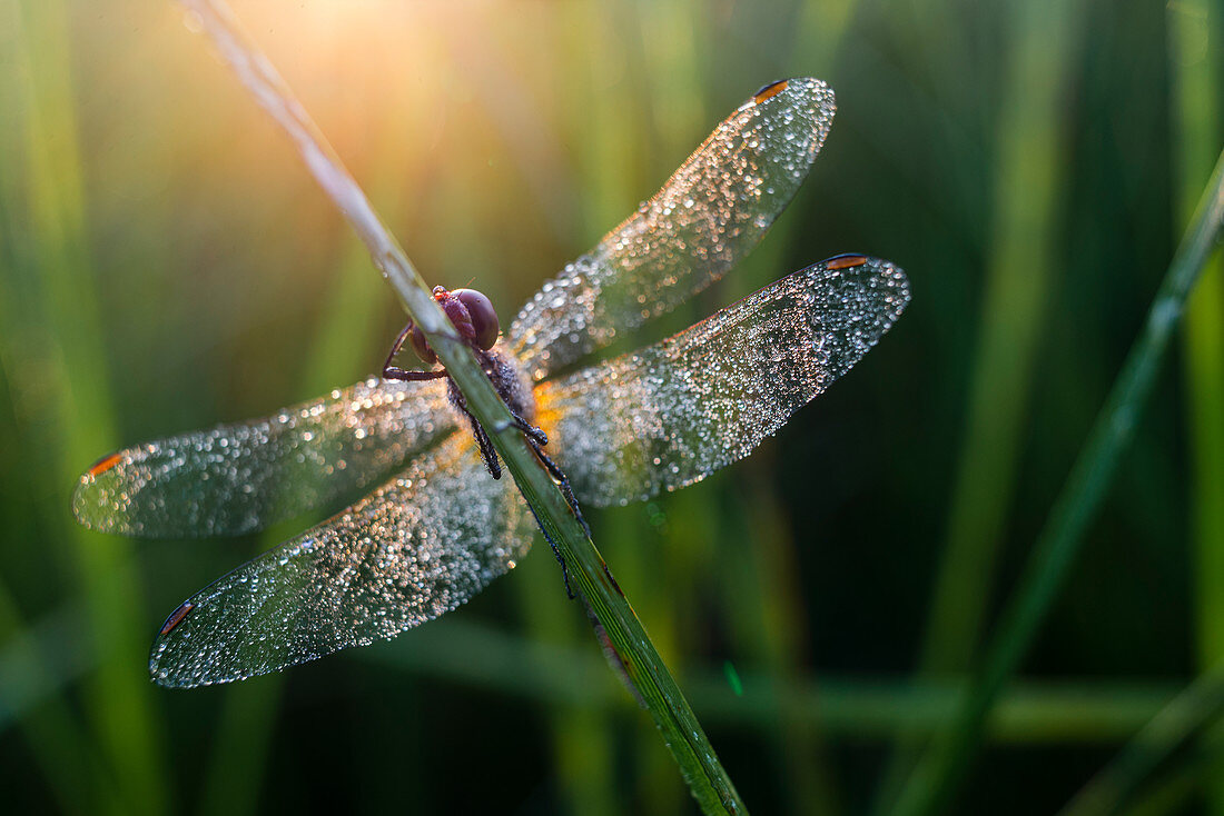 Common Darter (Sympetrum striolatum) Libelle Erwachsener, bedeckt mit Tau, im Morgengrauen, Elmley Marshes Nationales Naturschutzgebiet, Isle of Sheppey, Kent, England, Vereinigtes Königreich, Europa