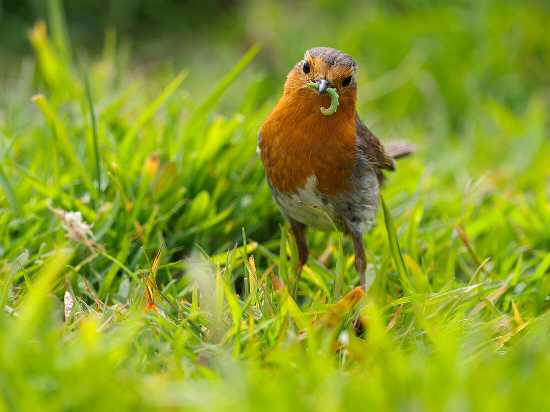 Robin, County Clare, Munster, Republic of Ireland, Europe