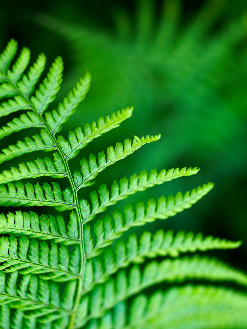 Scaly Male Fern, County Clare, Munster, Republic of Ireland, Europe