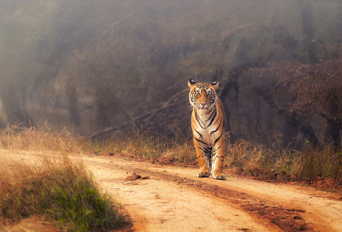 Königlicher Bengal-Tiger im Ranthambore-Nationalpark, Rajasthan, Indien, Asien
