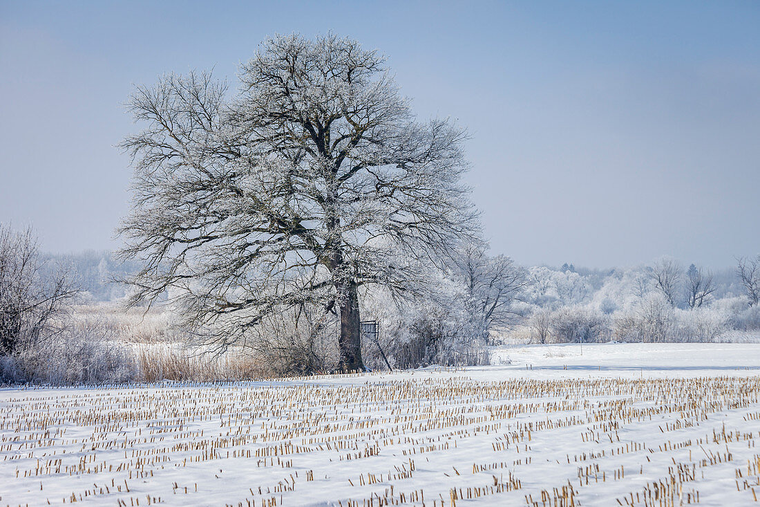 Winter landscape near Chieming am Chiemsee, Upper Bavaria, Bavaria, Germany