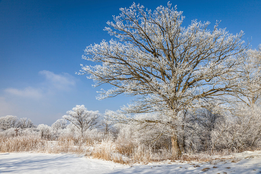 Winter landscape near Chieming am Chiemsee, Upper Bavaria, Bavaria, Germany