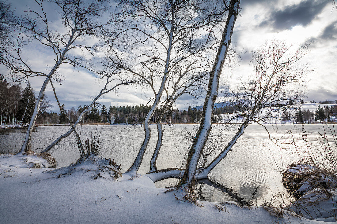Snow-covered trees on the shore of Lake Bayersoien, Bad Bayersoien, Upper Bavaria, Bavaria, Germany