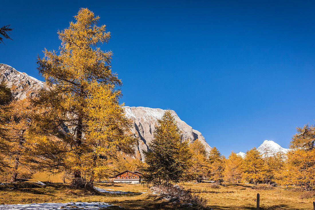 Autumn larch forest in Ködnitztal, Kals am Großglockner, East Tyrol, Tyrol, Austria