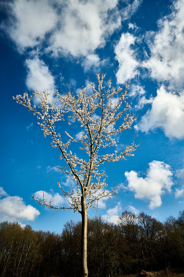 Kirschbaumblüte im Frühling, Rheinbreitbach, Rheinland-Pfalz, Deutschland