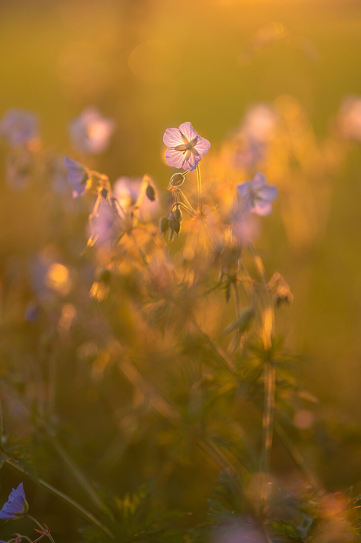 Wiesenstorchschnabel on a sunny summer evening, Bavaria, Germany, Europe