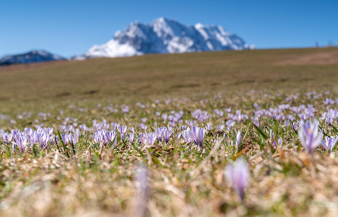Crocuses at the foot of a humpback meadow near Krün in front of the Wetterstein Mountains, Bavaria, Germany, Europe