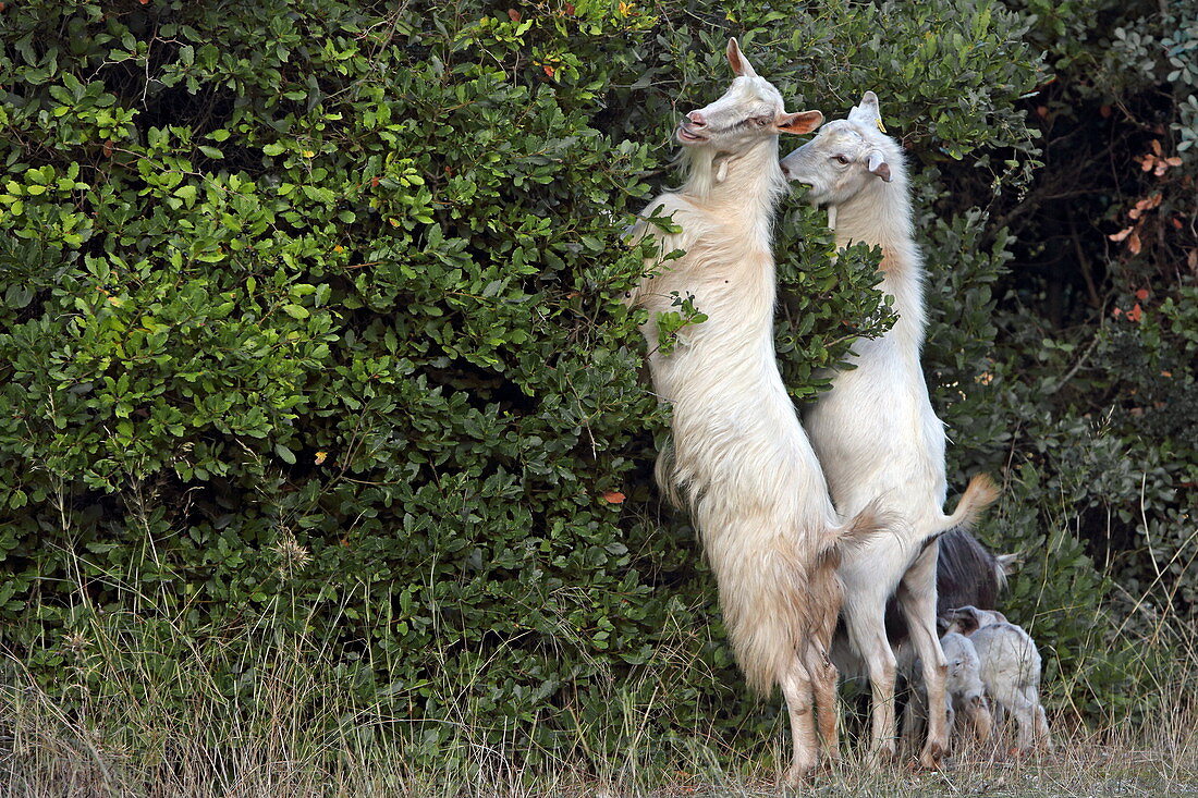 Goats feed on a bush, Place Fiskardo on the north coast of the island of Kefalonia, Ionian Islands, Greece