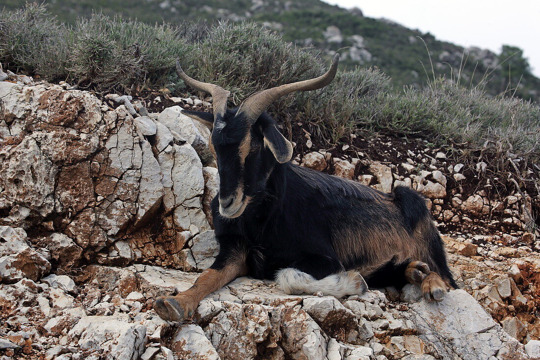 Billy goat island of Kefalonia, Ionian Islands, Greece