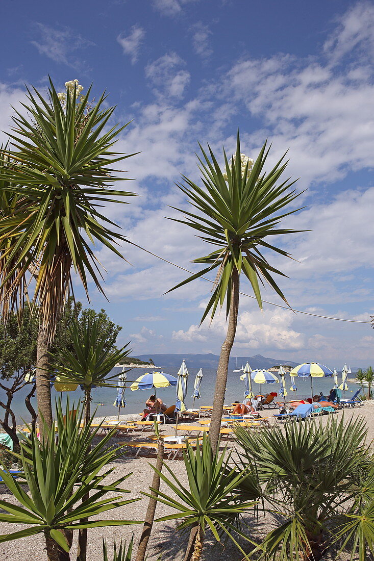 Palmen am Strand von Meganisi, Ionische Inseln, Griechenland, Europa