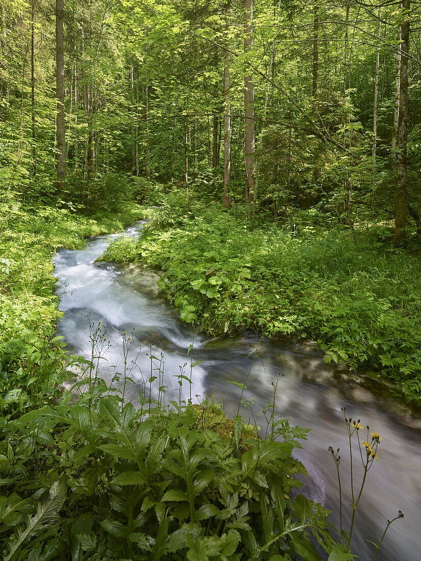 Magic forest near Hintersee, Berchtesgadener Land, Bavaria, Germany