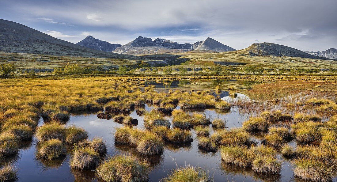 Sumpf, Tümpel, Högronden Massiv, Döralen, Rondane Nationalpark, Oppland, Norwegen