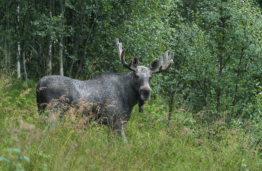 Moose, Vestland, Norway
