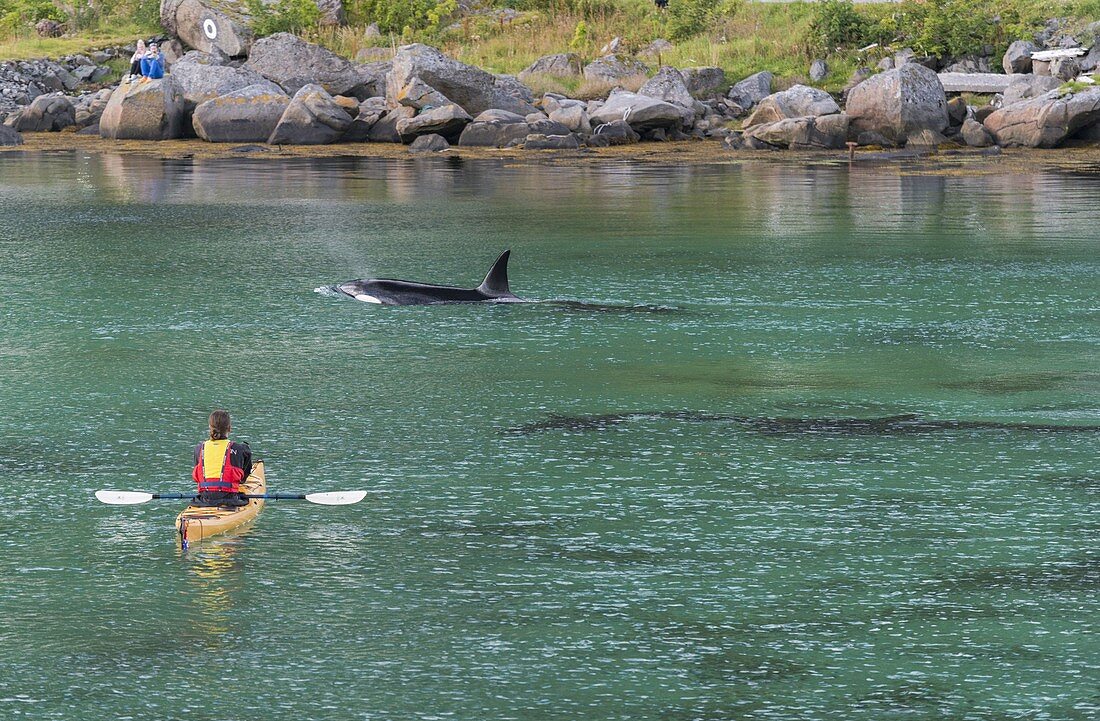 Riesenschwertwal, Kajakfahrer, Reine, Moskenesoya, Lofoten, Nordland, Norwegen