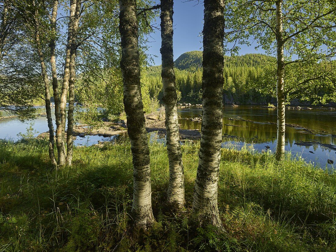 Namskogan, Fluss Namsen, Tröndelag, Norwegen