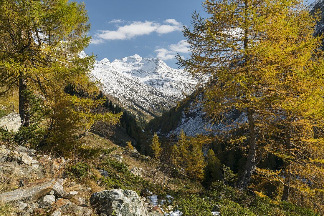 Granatspitz Gruppe, gelbe Lärchen, Innergschlöß, Osttirol, Tirol, Österreich