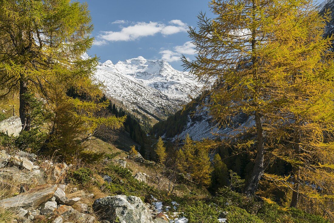 Granatspitz group, yellow larches, Innergschlöß, East Tyrol, Tyrol, Austria