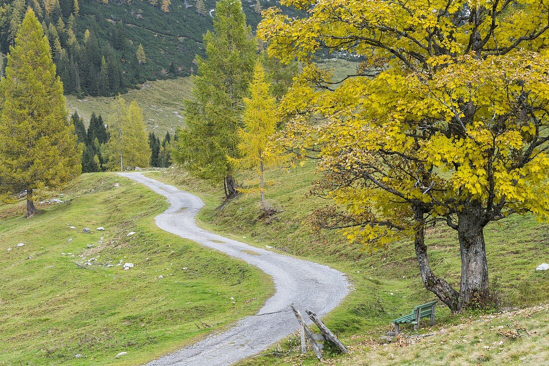 Bergahorn, Hinterwinkel, Filzmoos, Salzburg, Österreich