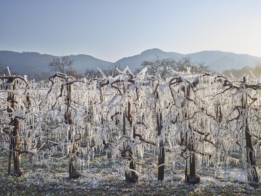 Frostschutz, vereiste Marillenbäume, Wachau, Niederösterreich, Österreich