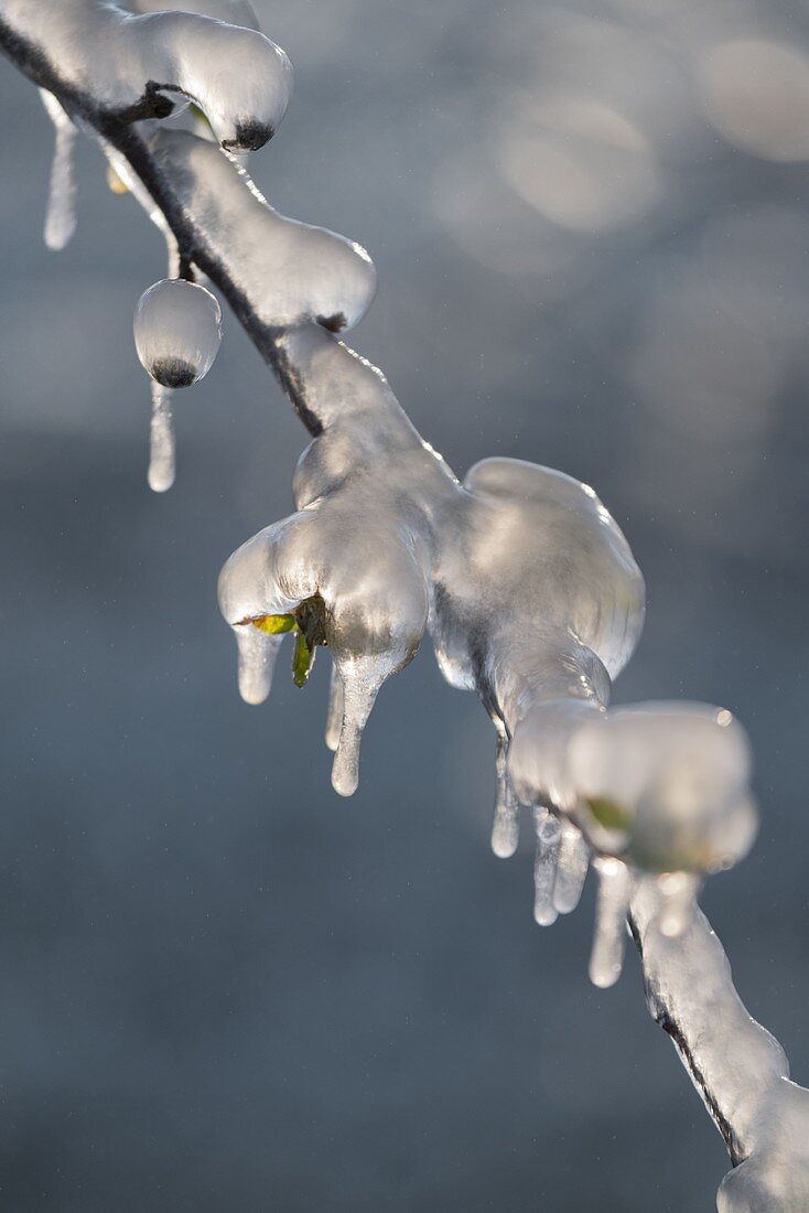 Frostschutz, vereister Zweig von einem Marillenbaum, Wachau, Niederösterreich, Österreich