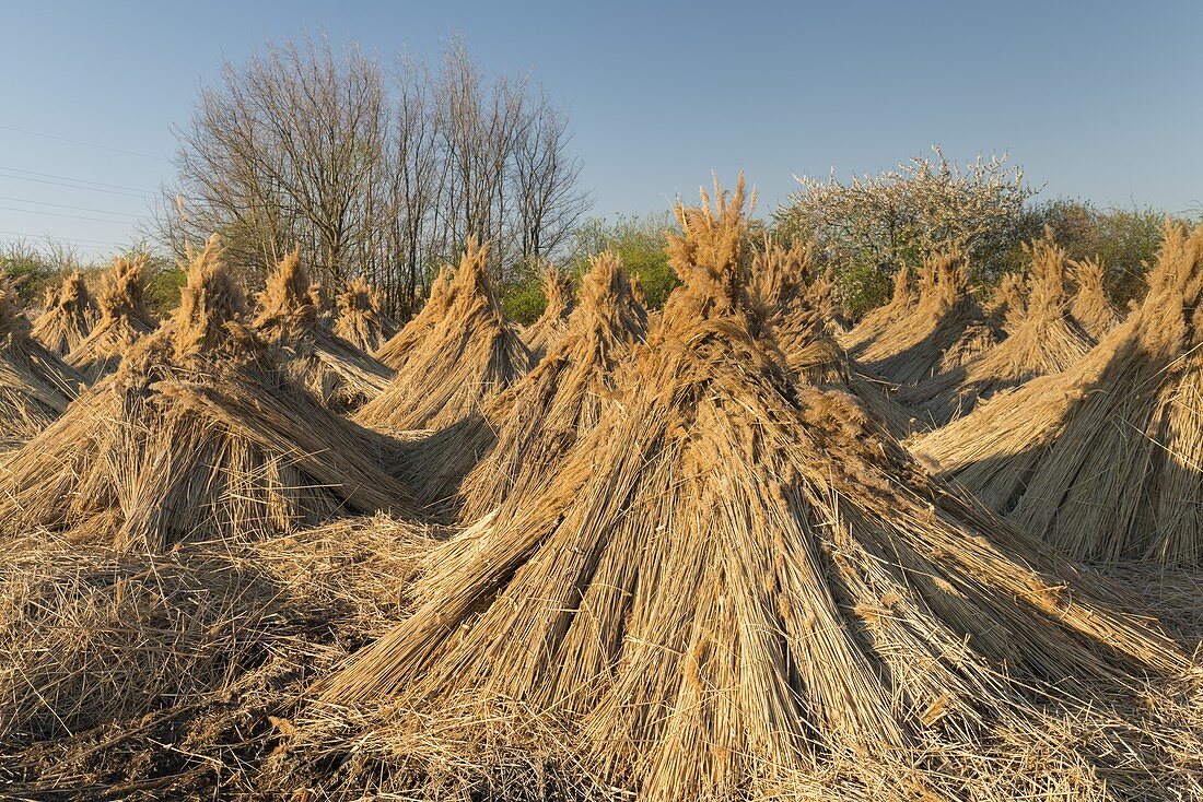 dried reeds, Neusiedlersee, Burgenland, Austria