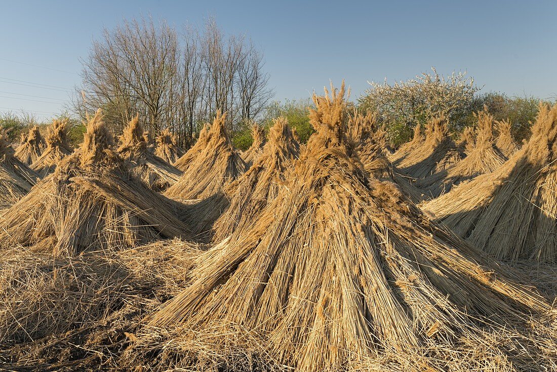 getrocknetes Schilf, Neusiedlersee, Burgenland, Österreich