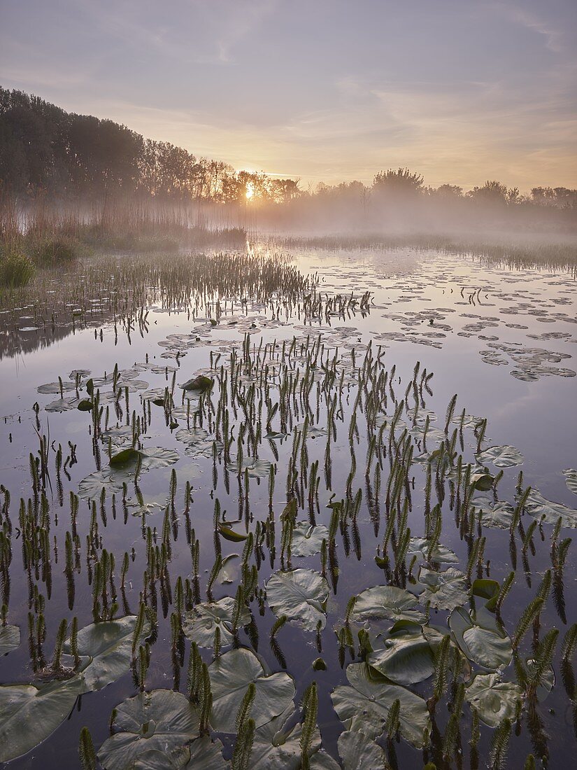 Sonnenaufgang in den Donauauen, Niederösterreich, Österreich