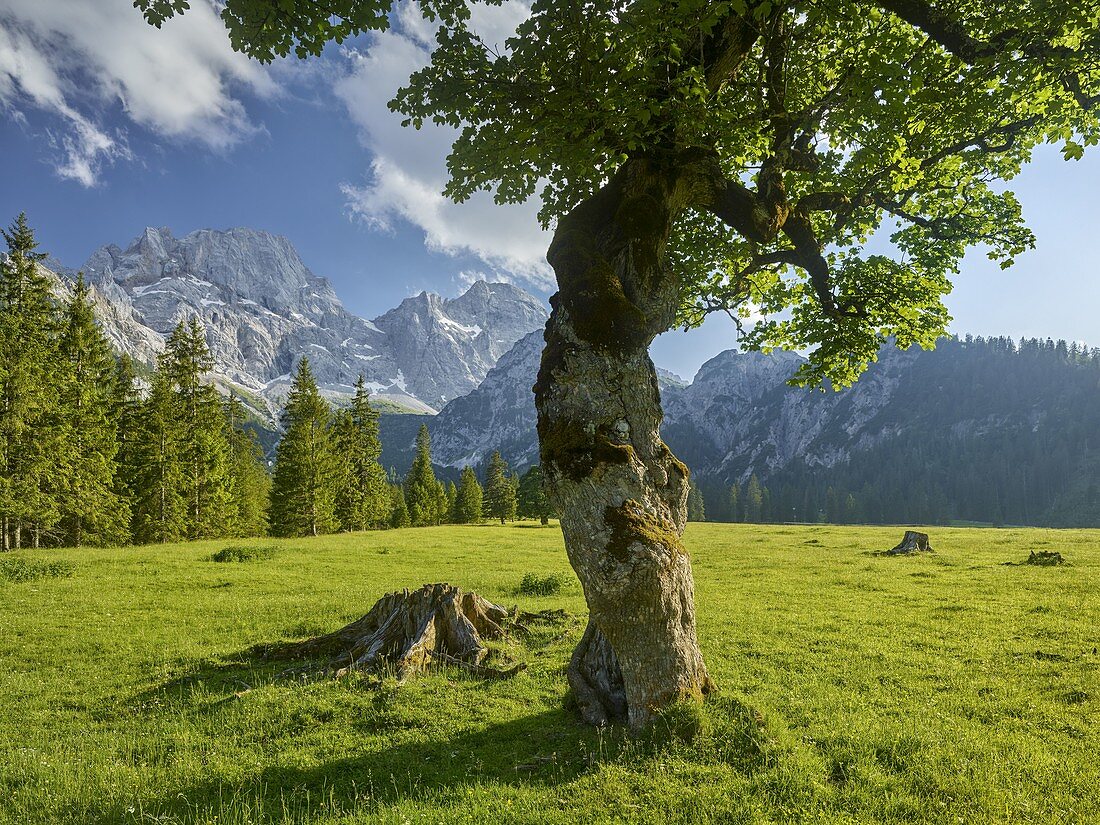 Maple trees, Rontalalm, northern Karwendel range, Tyrol, Austria