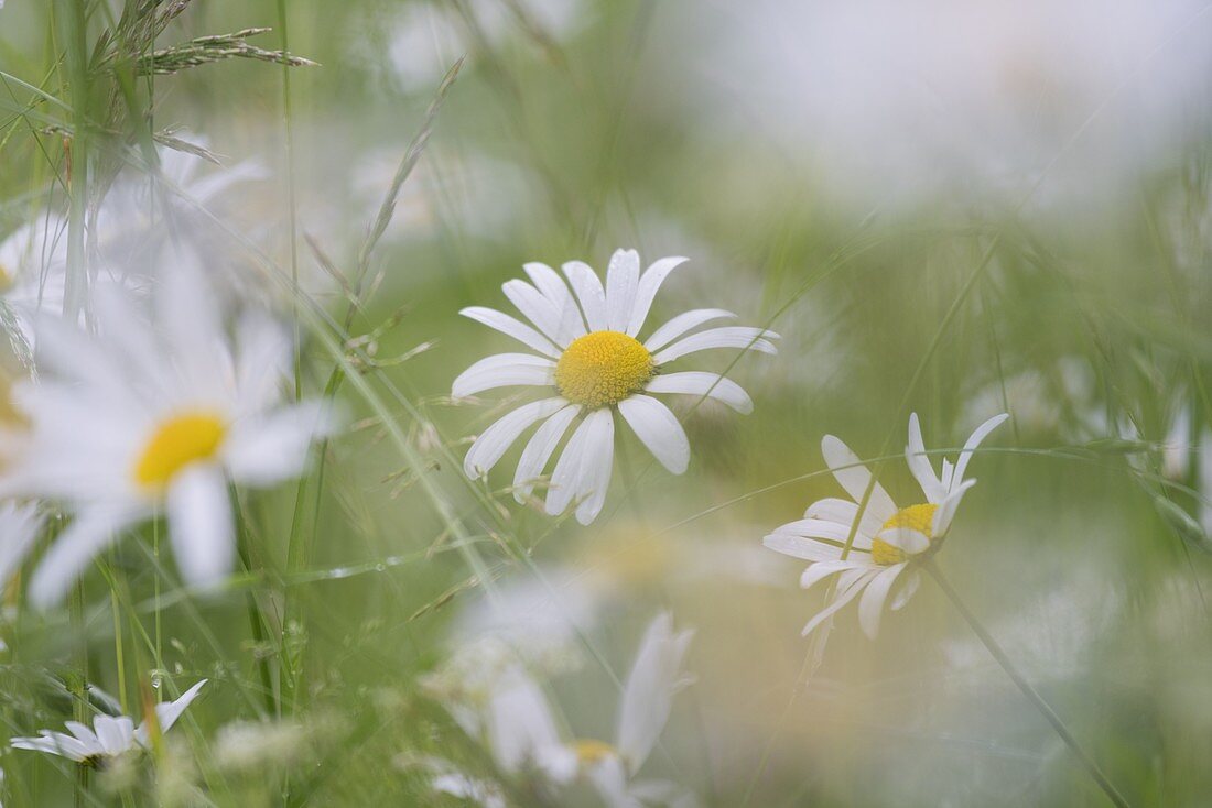 Margeriten, Blumenwiese, Tirol, Österreich