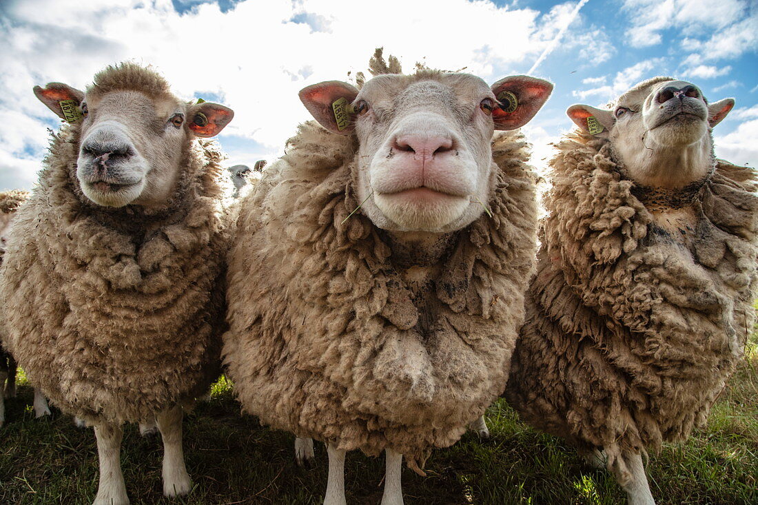 Drei neugierige Texel-Schafe auf einer Wiese, nahe Oudeschild, Texel, Westfriesische Inseln, Friesland, Niederlande, Europa