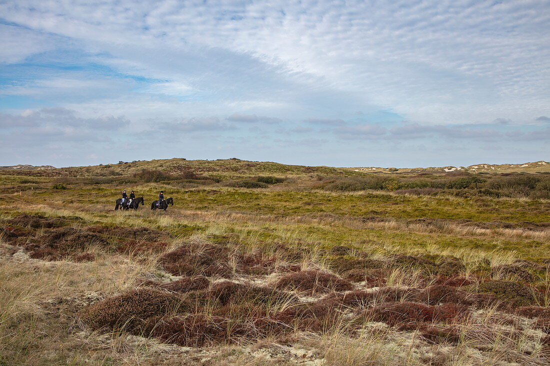Drei Personen auf Pferden reiten auf Weg durch Sanddünen, nahe Hoorn, Terschelling, Westfriesische Inseln, Friesland, Niederlande, Europa