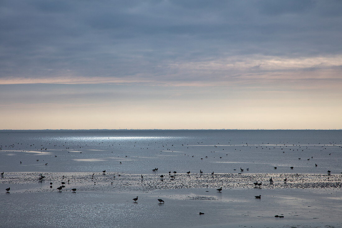 Vögel im Wattenmeer bei Ebbe, nahe Oosterend, Terschelling, Westfriesische Inseln, Friesland, Niederlande, Europa