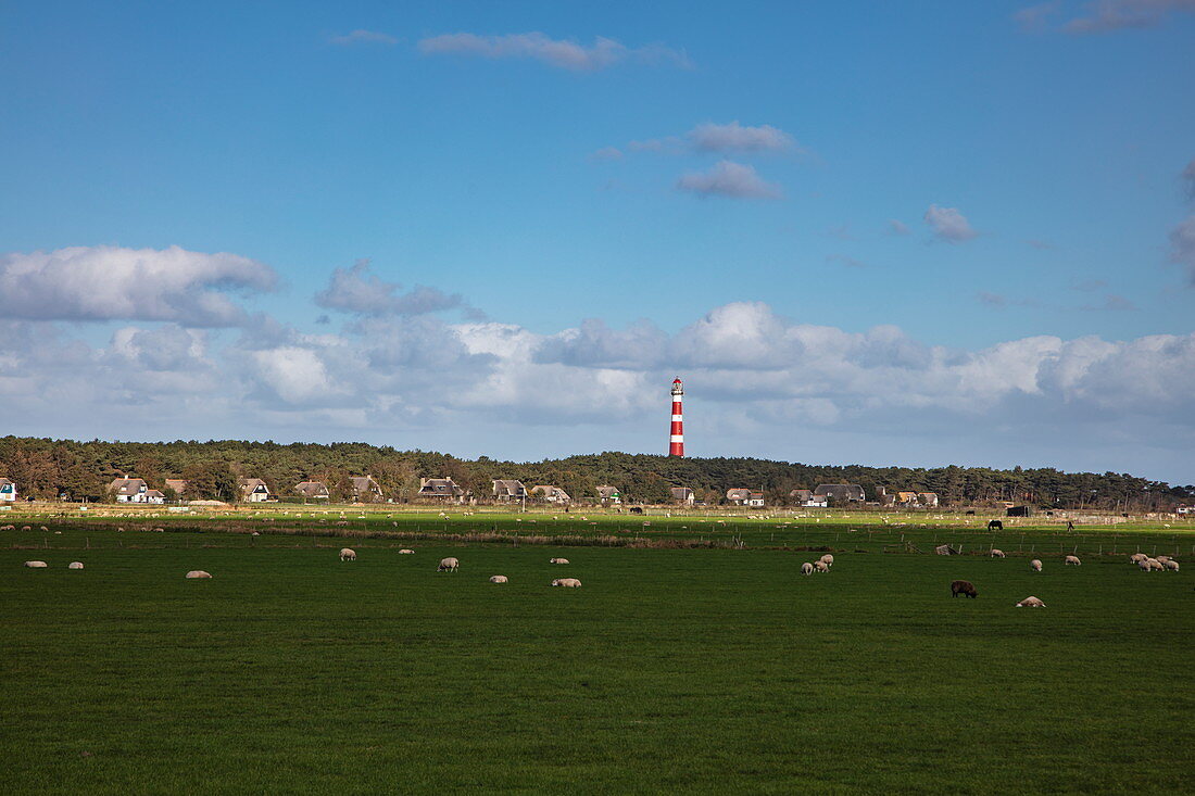 Sheep in a meadow with thatched houses and the Ameland lighthouse behind, near Hollum, Ameland, West Frisian Islands, Friesland, Netherlands, Europe