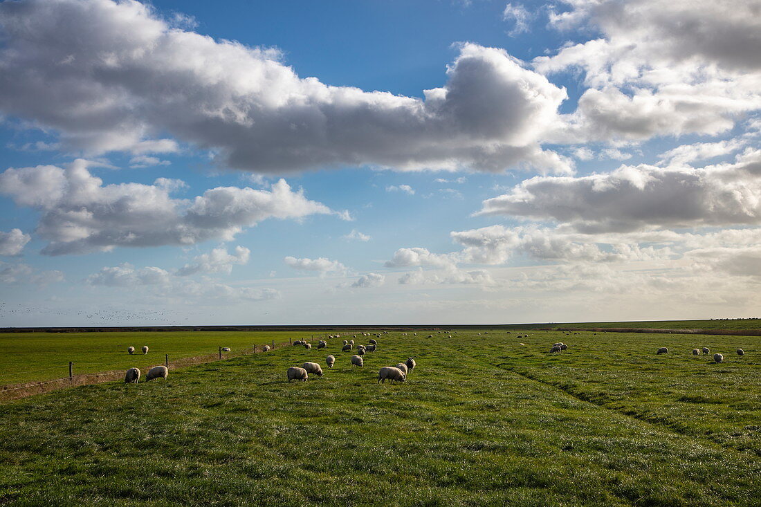 Schafe auf einer Wiese, nahe Ballum, Ameland, Westfriesische Inseln, Friesland, Niederlande, Europa